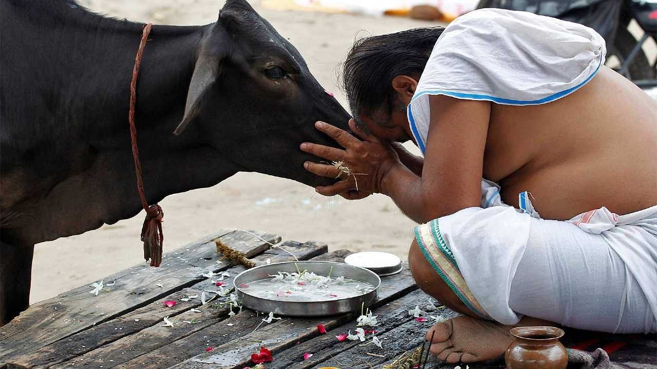 Significance of Cow: What is the importance of Gomata in the ...